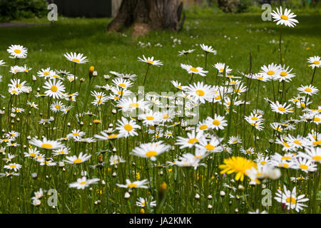 Ox-Eye Daisy, Oxeye Daisy, Magerwiesen-Margerite, Magerite, Wiesenmagerite (Leucanthemum vulgare), alpino. Foto Stock