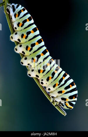 Caterpillar di Papilio Macaone sul ramo verde Foto Stock