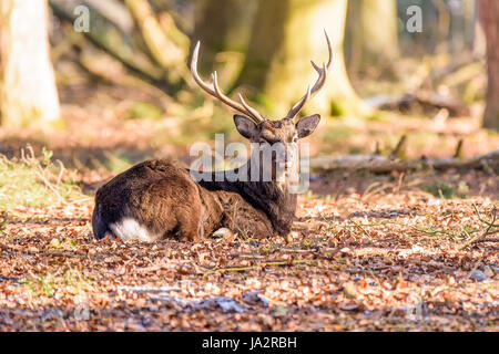 Colore outdoor ritratto di una seduta di cervi sika su un luminoso giorno di sole Foto Stock