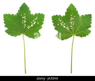 Chiudere, cibo, aliment, leaf, macro close-up, macro di ammissione, vista ravvicinata, Foto Stock