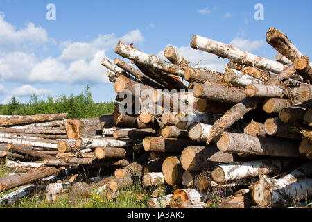 Logs giacciono su un prato verde Foto Stock