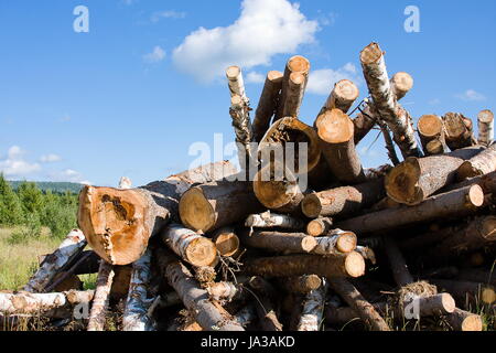 Logs giacciono su un prato verde Foto Stock