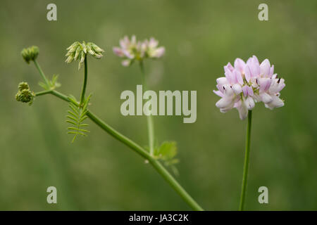 Crown vetch (Securigera varia) piante in fiore. Lilla pallido fiori sulla pianta clambering nella famiglia di pisello (Fabaceae), naturalizzato nel Regno Unito Foto Stock
