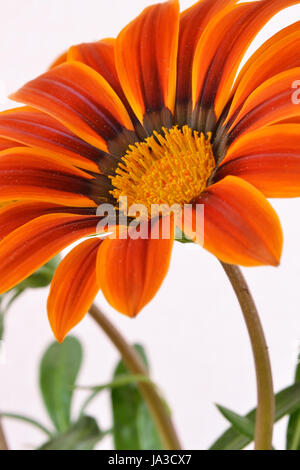 Orange gazania macro di fiori Foto Stock