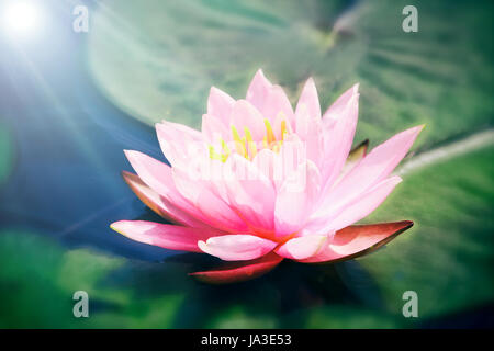 Rosa fiore di loto Foto Stock