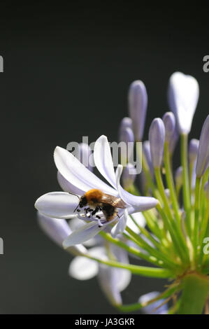 Agapanthus, Schmucklilie mit Insekt Foto Stock