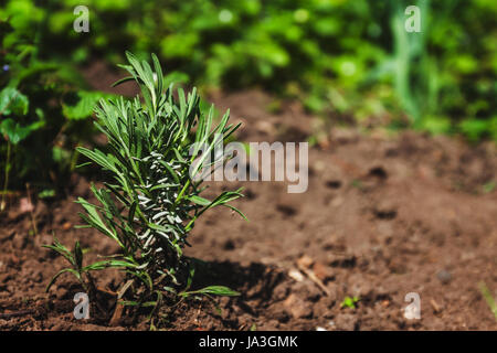 Boccola di giovani di lavanda in terra, luce diurna, molla, giardino. Foto Stock