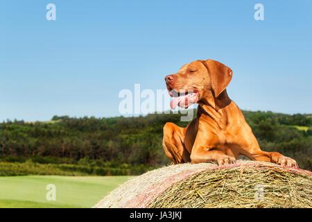 Puntatore ungherese si trova su un pagliaio. Il lavoro agricolo su pascolo nella Repubblica Ceca. Riposo dopo il lavoro Foto Stock