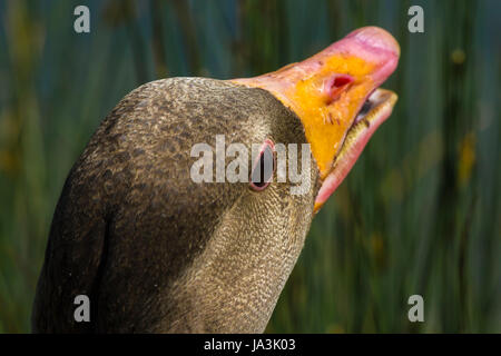 Close-up di oca Graylag a Slimbridge Foto Stock