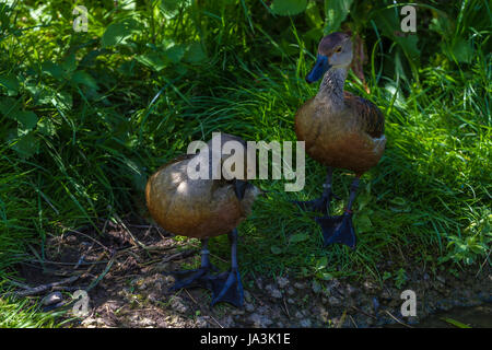 Coppia di vagabondaggio sibilo anatre a Slimbridge Foto Stock