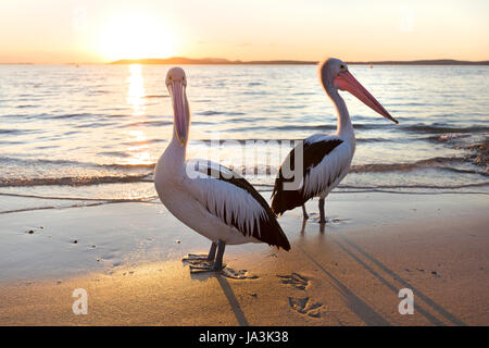 Pellicani al tramonto in Nelson Bay, Australia. Foto Stock