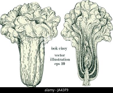 Cavolo cinese cavolo cinese disegnati a mano illustrazione vettoriale set. Vintage inciso vegetali oggetto di stile. È possibile utilizzare per visualizzare il menu, etichetta, mercato di fattoria Illustrazione Vettoriale