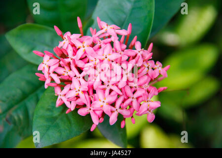 Di un bel colore rosa fiore ixoras, West Indian Jasmine flower su di essa della pianta Foto Stock
