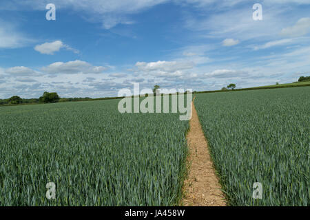 Un sentiero o percorso attraverso un campo di coltivazione con un cielo blu e bianco delle nuvole wispy in primavera Foto Stock