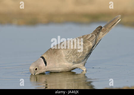 Collare Tortora - Streptopelia decaocto Foto Stock