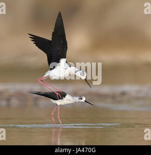 Black-winged Stilt - Himantopus himantopus Foto Stock