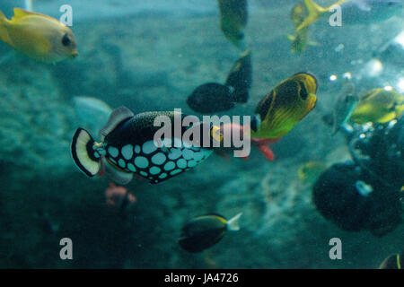 Clown triggerfish Balistoides conspicillum nuota su una scogliera di corallo Foto Stock