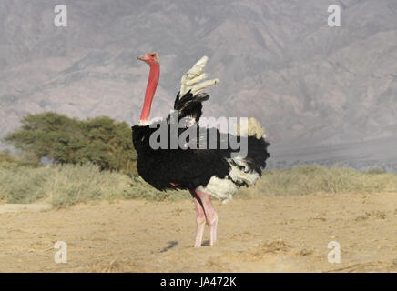 - Struzzo Struthio camelus camelus Foto Stock