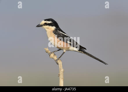 Masked Shrike - Lanius nubicus Foto Stock