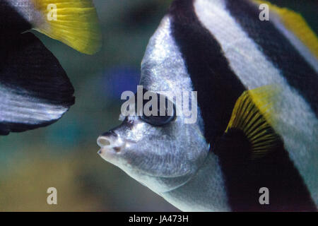 Longfin bannerfish Heniochus acuminatus nuota su una scogliera di corallo Foto Stock