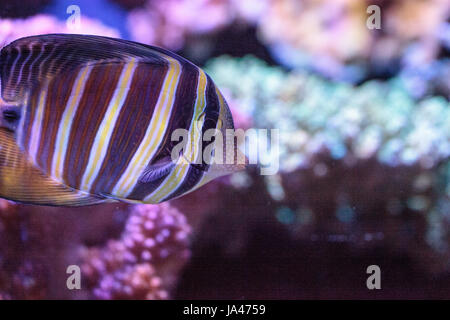 Codolo Sailfin Zebrasoma veliferum nuota su una scogliera di corallo Foto Stock