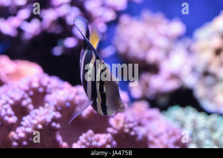 Codolo Sailfin Zebrasoma veliferum nuota su una scogliera di corallo Foto Stock