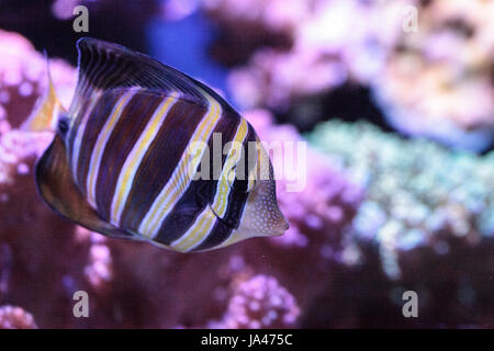 Codolo Sailfin Zebrasoma veliferum nuota su una scogliera di corallo Foto Stock