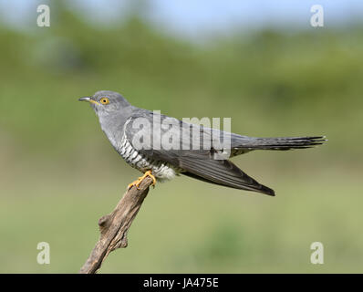 Il cuculo - Cuculus canorus - maschio Foto Stock