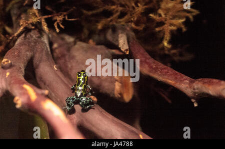 Variabile iridescente poison dart frog Ranitomeya Coenobita è trovato nella foresta pluviale tropicale del Perù Foto Stock