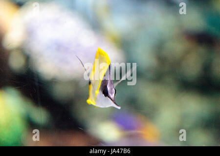 Giallo butterflyfish longnose Forcipiger flavissimus nuota su una scogliera di corallo Foto Stock