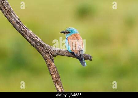 Bella blu rullo europea (Coracias garrulus) appollaiate su un ramo, Koros-Maros National Park, la contea di Békés, Ungheria Foto Stock