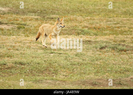 Un Coyote in esecuzione attraverso un cane della prateria città mentre la caccia. Foto Stock