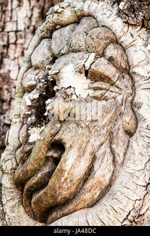 San Simons Island lo spirito ad albero, Frederica Road, San Simons Island, Georgia Foto Stock