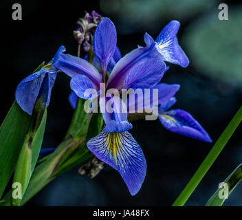 Bandiera Blu Iris a Beaver Lake nel Parco di Stanley. Foto Stock