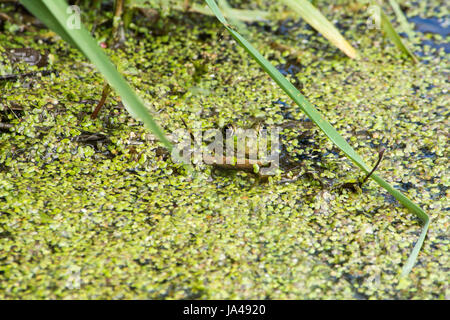 Leopard peaking rana dall acqua swamp coperte in duck infestante. Foto Stock