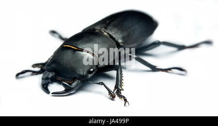 Cerbiatto beetle (lucanus cervus) isolato su sfondo bianco Foto Stock