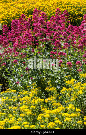 Red Valerian Centranthus ruber coccineus Red Centranthus Red Yellow Mixed Garden Flowers June Flower Plants Foto Stock