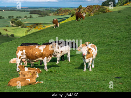 Piccolo gruppo di Jersey vacche e vitelli in campo verde su una collina con il paesaggio e con vista sul mare in background, East Lothian, Scozia, Regno Unito Foto Stock