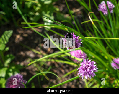 Primo piano di bumblebee dalla coda rossa, Bombus lapidarius, su fiore di erba cipollina viola, Allium schoenoprasum, Scozia, Regno Unito Foto Stock