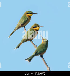 Tre piccoli gruccioni su un pesce persico nel Savuti area del Chobe National Park in Botswana Foto Stock