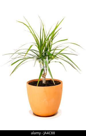 Dracaena marginata una pianta in vaso isolato su sfondo bianco Foto Stock