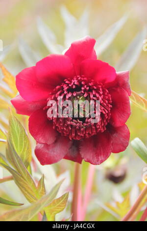 Paeonia 'Delavayi' albero peonia in piena fioritura in un grande giardino inglese a fine maggio, Regno Unito Foto Stock