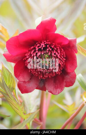 Paeonia 'Delavayi' albero peonia in piena fioritura in un grande giardino inglese a fine maggio, Regno Unito Foto Stock