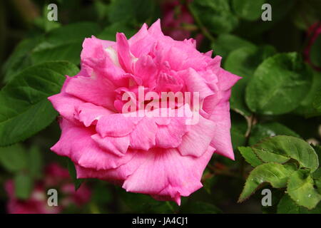 Rosa "Zephirine Drouhin'. una molto profumato, arrampicata bourbon rose in piena fioritura in un giardino inglese in maggio, Regno Unito Foto Stock