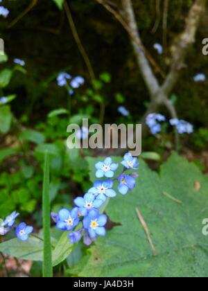 Fiore blu Foto Stock