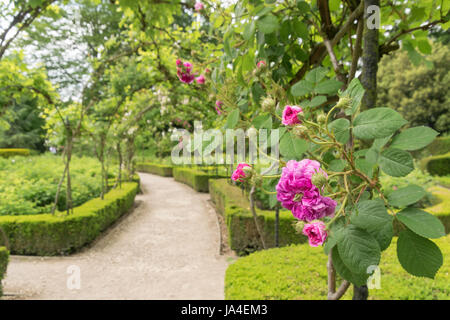 Le rose rosa su arch Brodsworth Hall Foto Stock