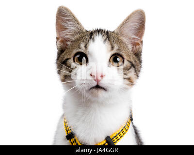 Colpo alla testa della European Shorthair kitten / gatto su sfondo bianco indossando harnas giallo e guardando nella telecamera Foto Stock
