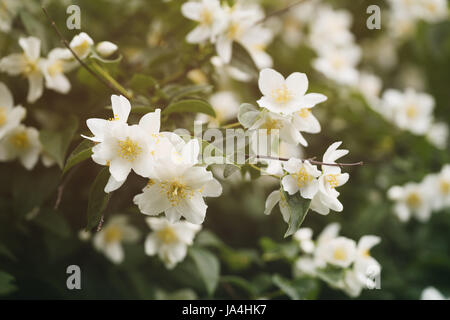 Fiori di gelsomino fioritura nella soleggiata giornata estiva Foto Stock