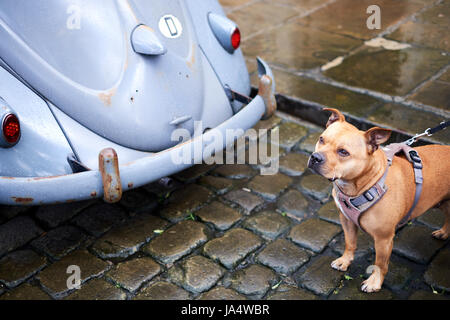 Una piovosa strada di ciottoli con un cane e la parte posteriore di un vintage VW Beetle Foto Stock