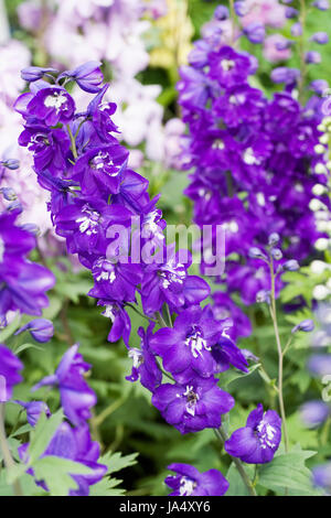 Blu scuro Delphiniums in primavera. Foto Stock